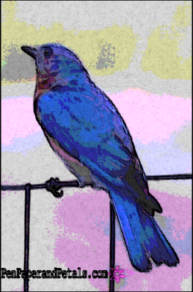 bluebird Watercolor