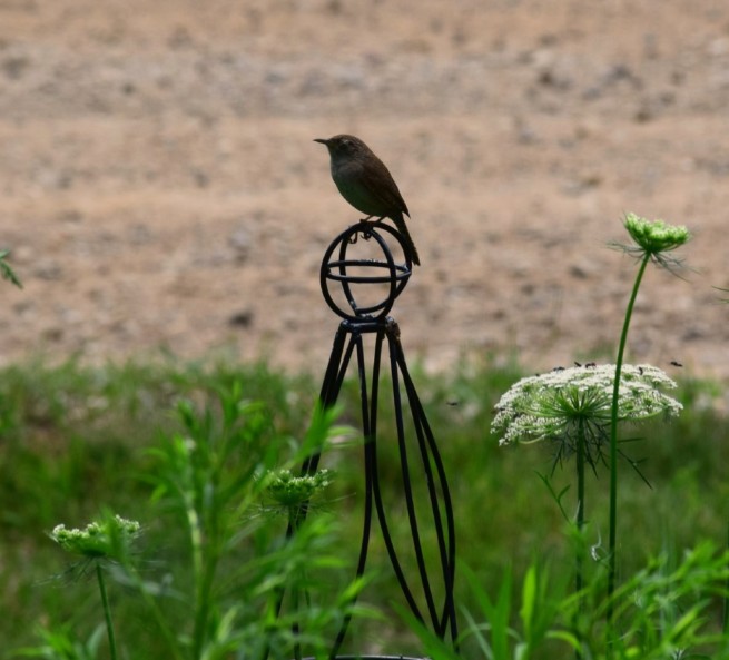 Bird in the Garden
