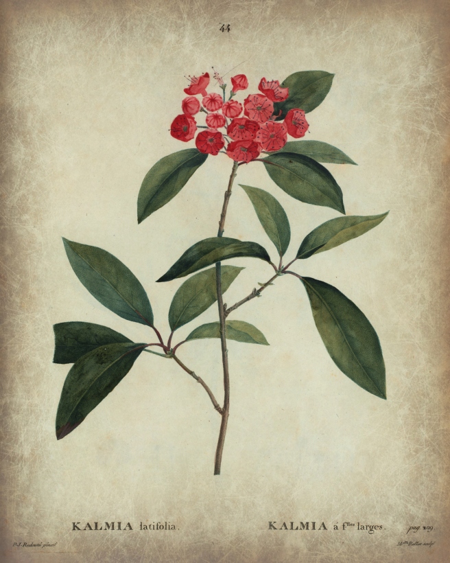Kalmia latifolia 8 x 10 tea