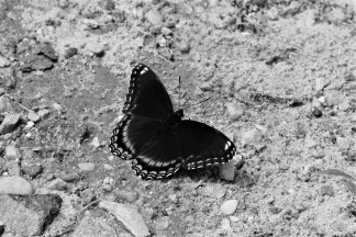 Black with Blue Butterfly bw