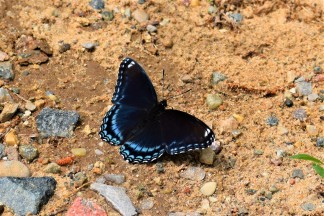 Black with Blue Butterfly