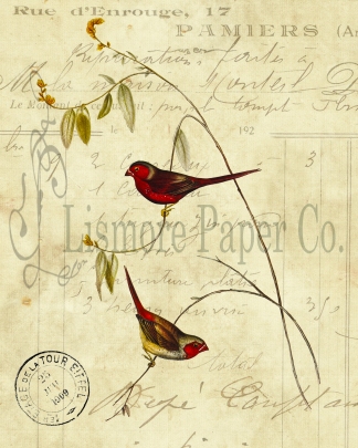 2 Crimson Finch Invoice Paper 8 x 10 JPEG Watermark