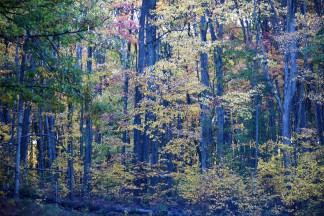 Color in the Woods